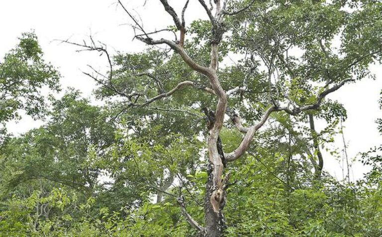 Sandalwood Spike Disease (SSD)