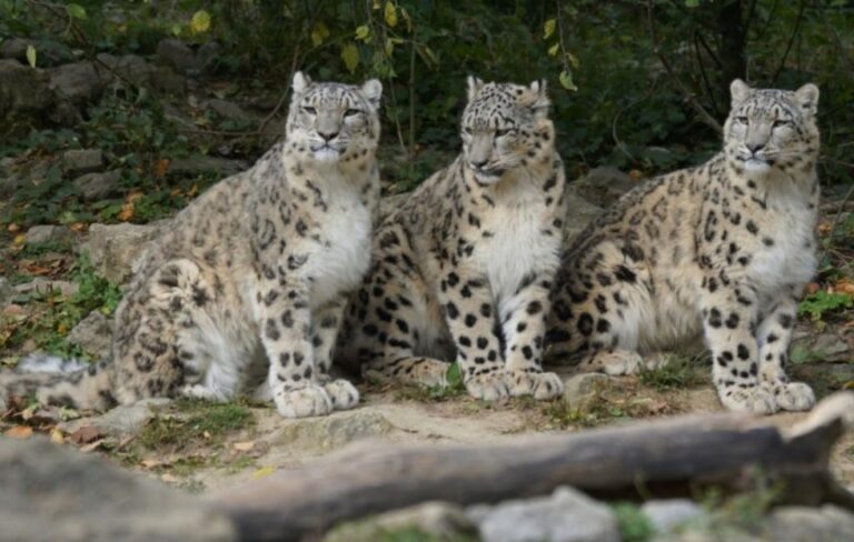 Snow Leopard Population Assessment of India (SPAI)