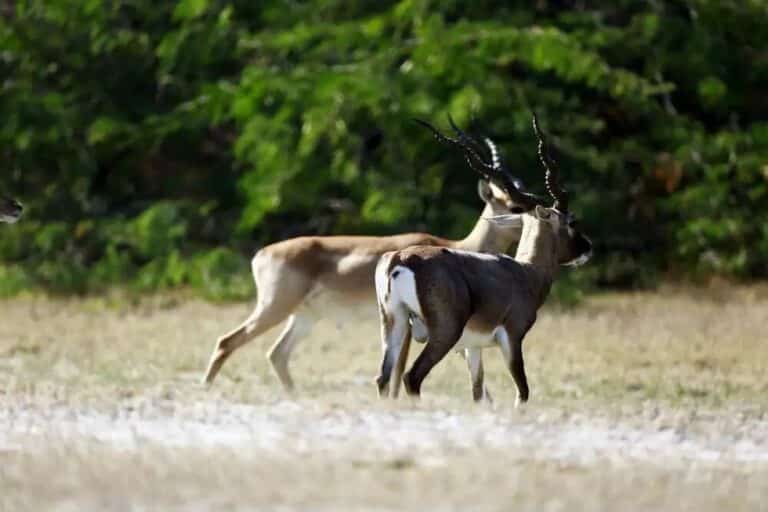 Tal Chhapar Sanctuary