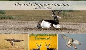 Tal Chhapar Wildlife Sanctuary