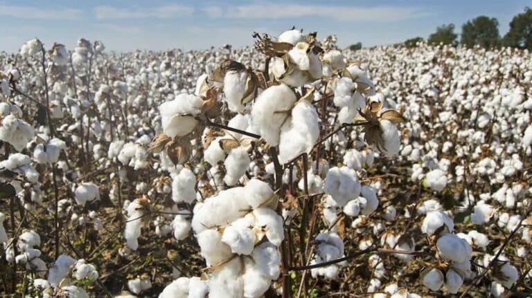 The Cotton Textiles Export Promotion Council