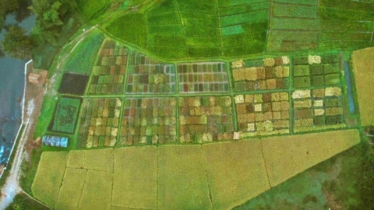 Wayanad Rice Festival