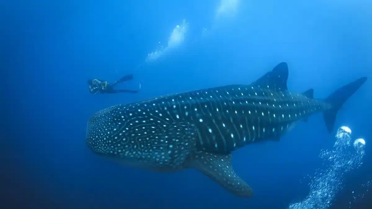 Whale Sharks