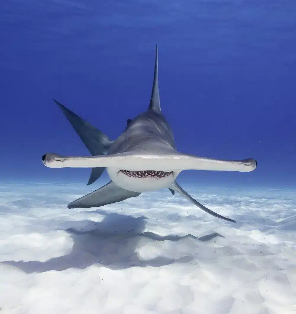 What are Hammerhead Sharks?