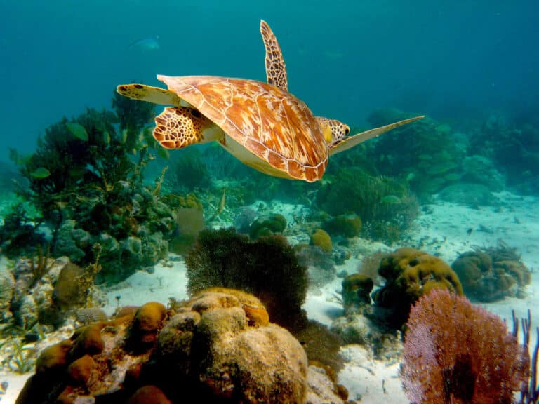 What are Marine Protected Areas (MPAs)?