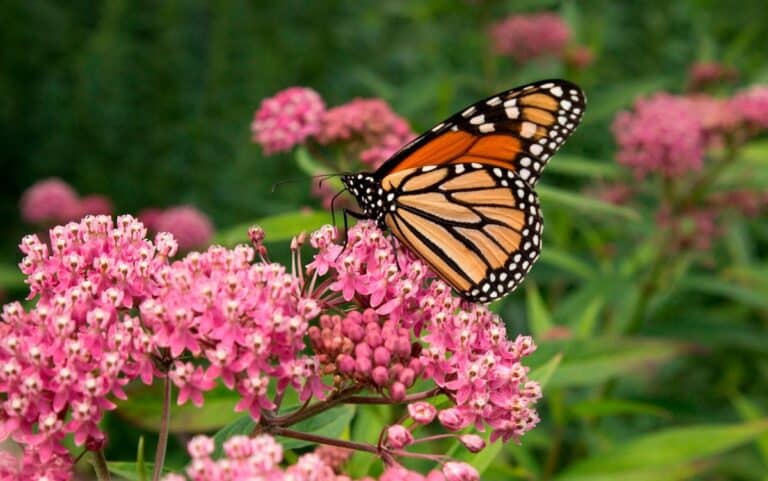 What are Milkweed Butterflies?