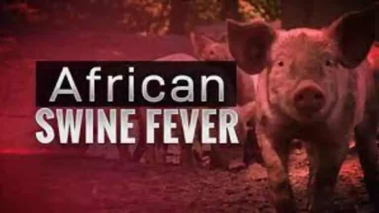 What is African Swine Flu?