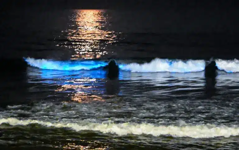 What is Bioluminescence?