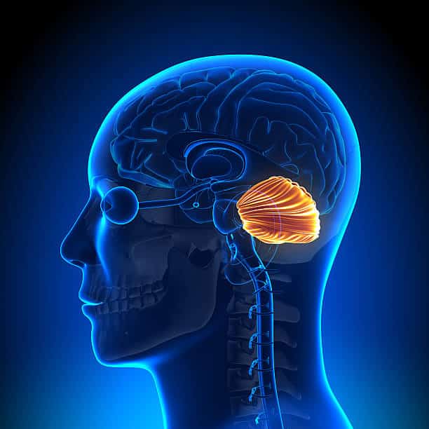 What is Cerebellum?