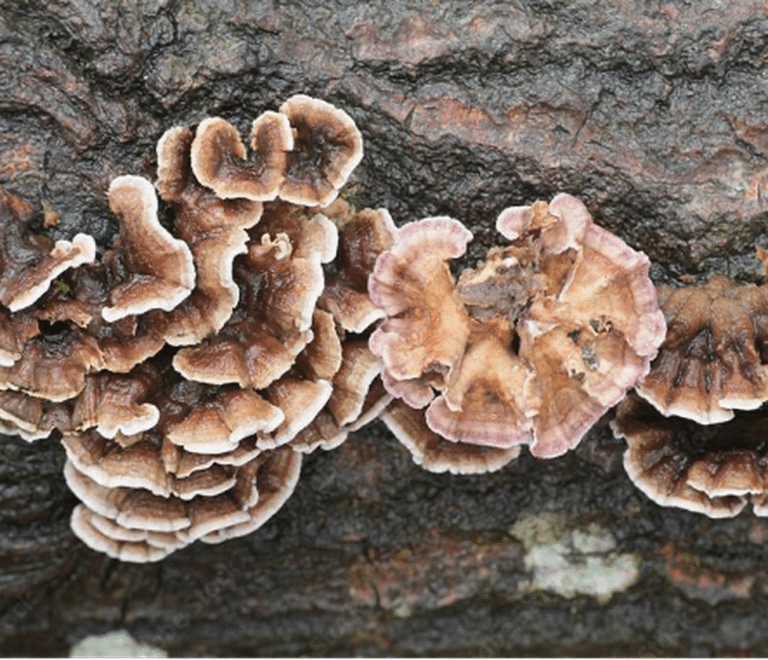 What is Chondrostereum Purpureum?