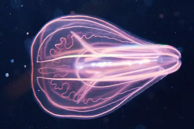 What is Comb Jelly?