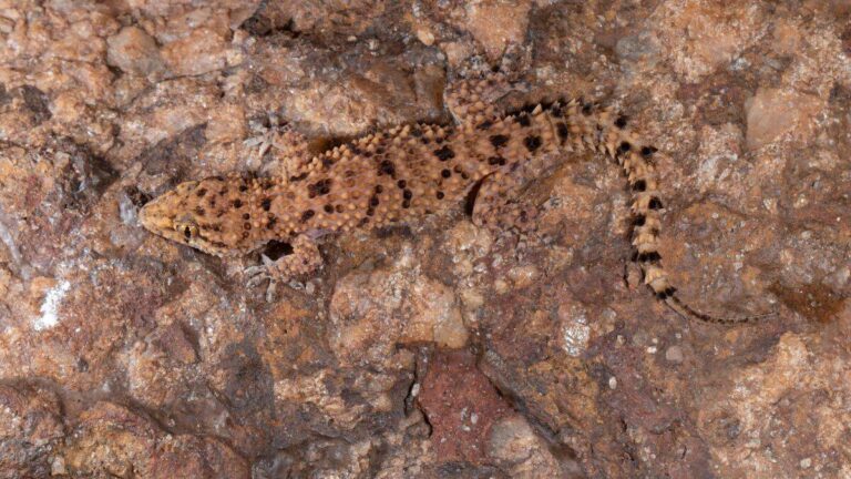 What is Hemidactylus quartziticolus?