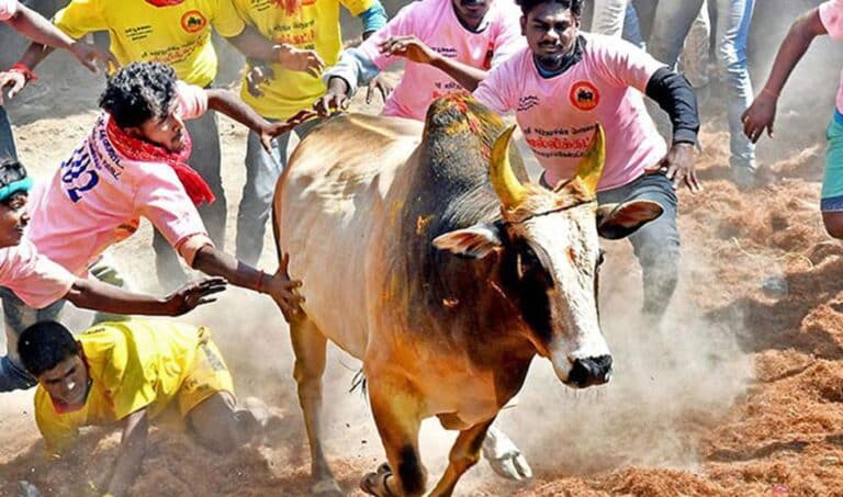 What is Jallikattu?