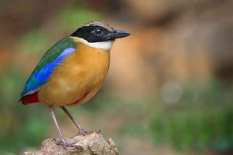 What is Mangrove Pitta?