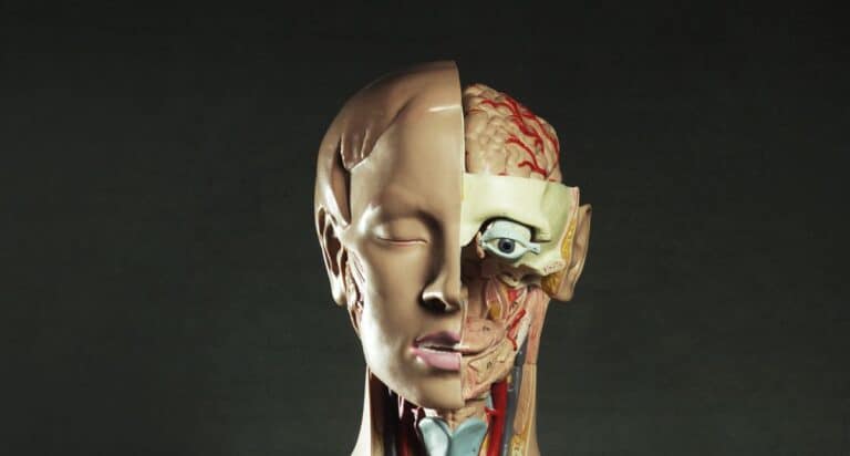 What is meant by ‘Organoid Intelligence’?