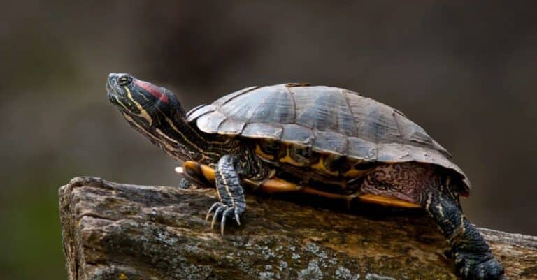 What is Mexican Giant Turtle?