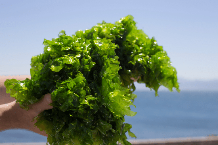 What is Sea Lettuce?