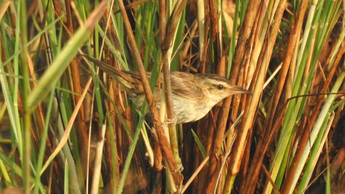 What is Sedge Warbler?