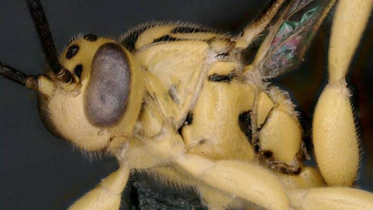 What is Soliga Ecarinata?