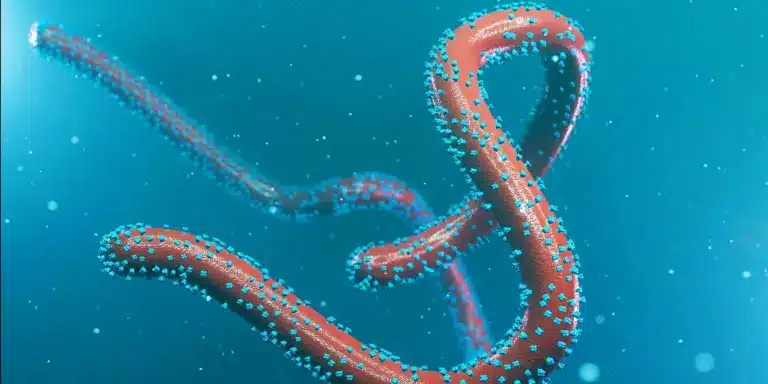 What is the Marburg Virus Disease?