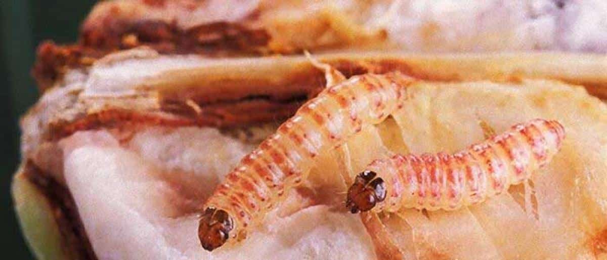 What is the Pink Bollworm?