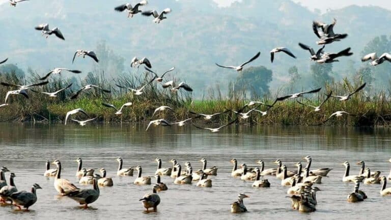 Where is the Harike Wetland?
