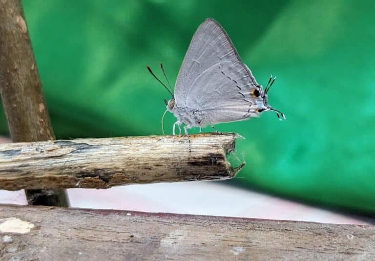 White Tufted Royal Butterfly