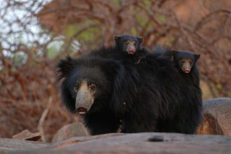 World Sloth Bear Day