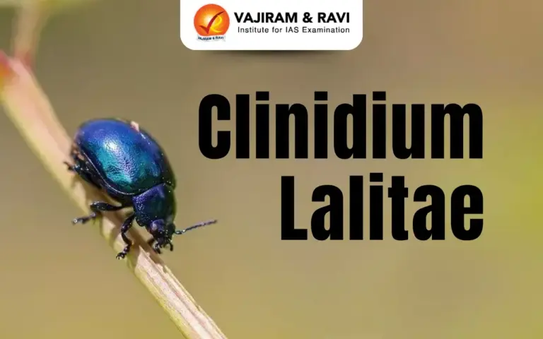 Clinidium lalitae