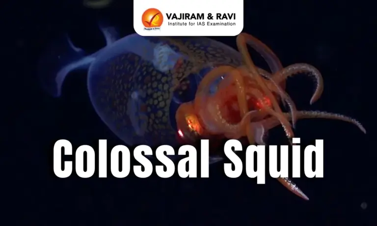 Colossal Squid