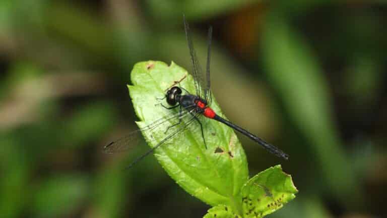 Epithemis Wayanadensis