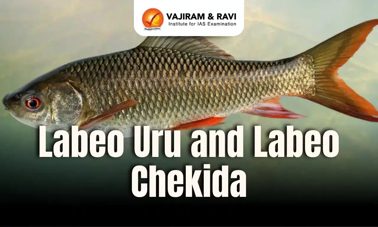 Labeo Uru and Labeo Chekida