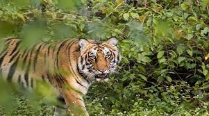 About Corbett Tiger Reserve