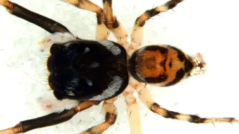 About New Spider Species