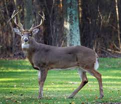 About White-tailed deer