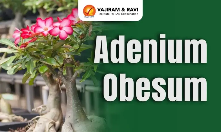 Adenium obesum