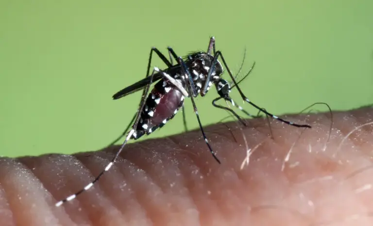 How climate change is helping the Aedes albopictus mosquito?