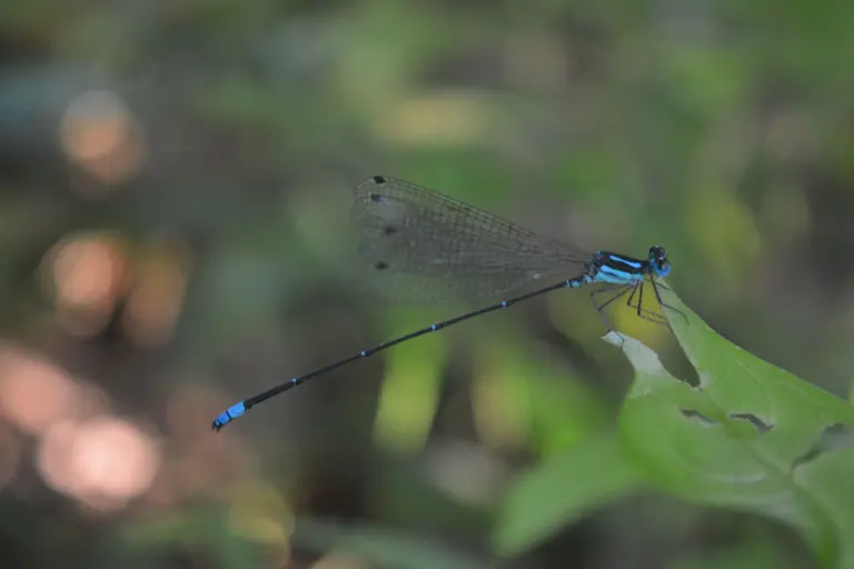 What is Agasthyamalai Bambootail?
