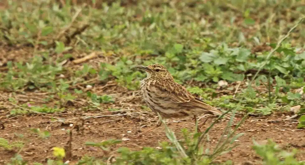 Agulhas long-billed lark