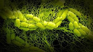 Alcanivorax borkumensis