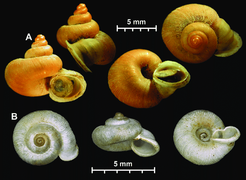 What is Alycaeus Himalayae?