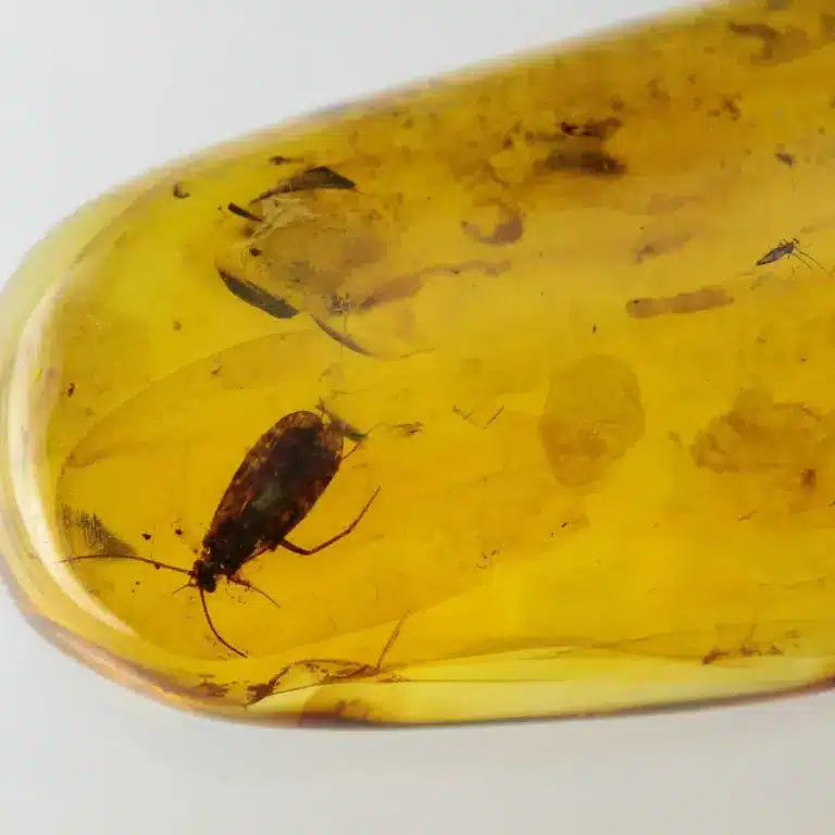 What is Amber?