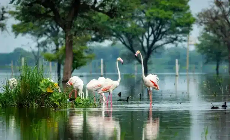 The Amrit Dharohar Initiative: Wetland ‘Nature Tourism’ gets a Fillip