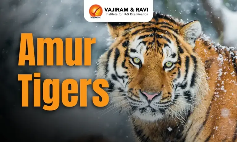 Amur Tigers