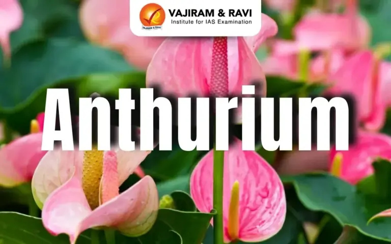 Anthurium