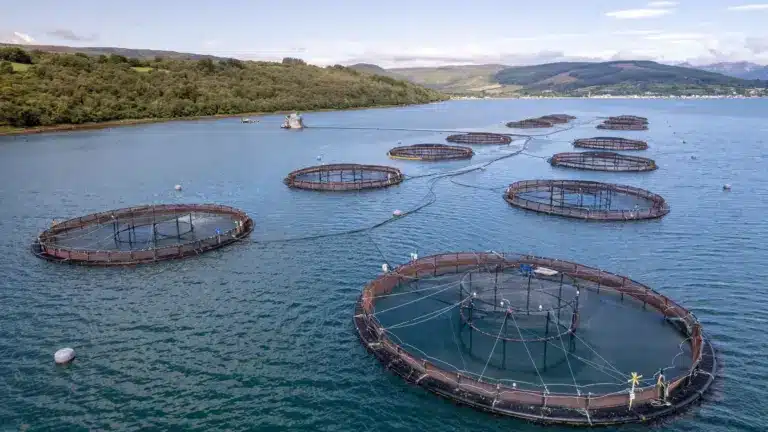 What is Aquaculture?
