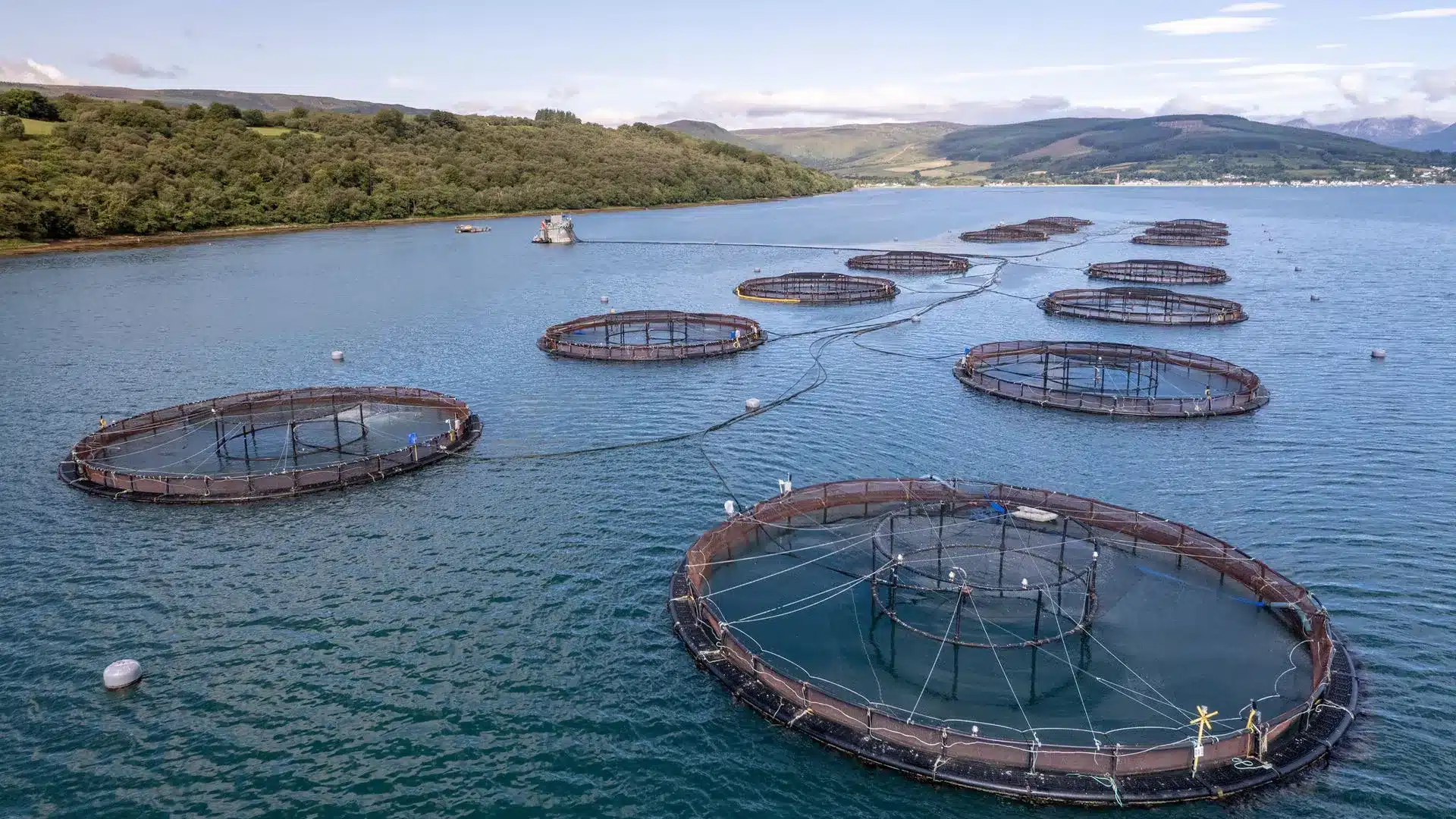 What is Aquaculture?
