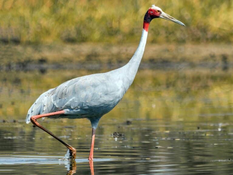 Arif and his Sarus: The Special Bond between Crane & Indian Farmer