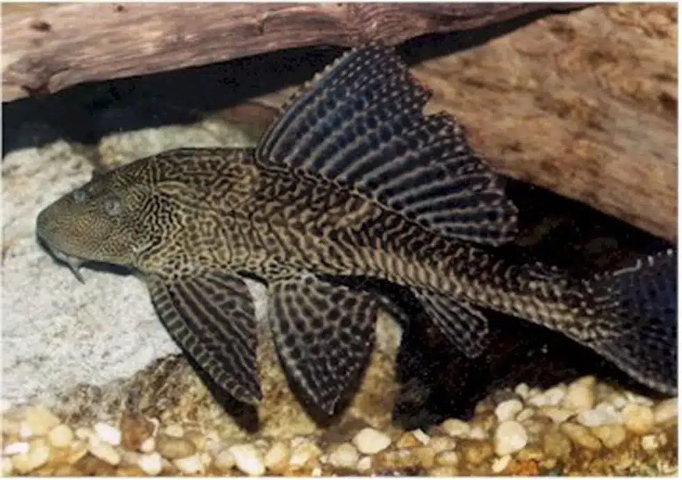 Armoured Sailfin Catfish
