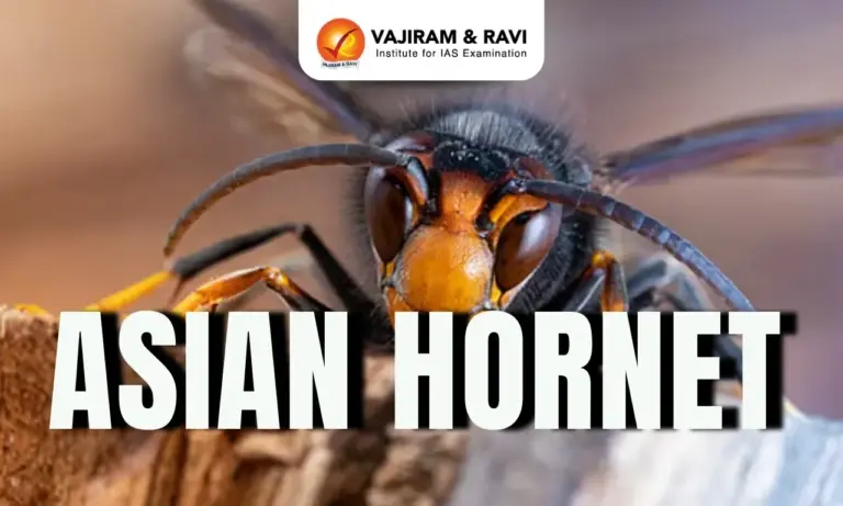 Asian Hornet